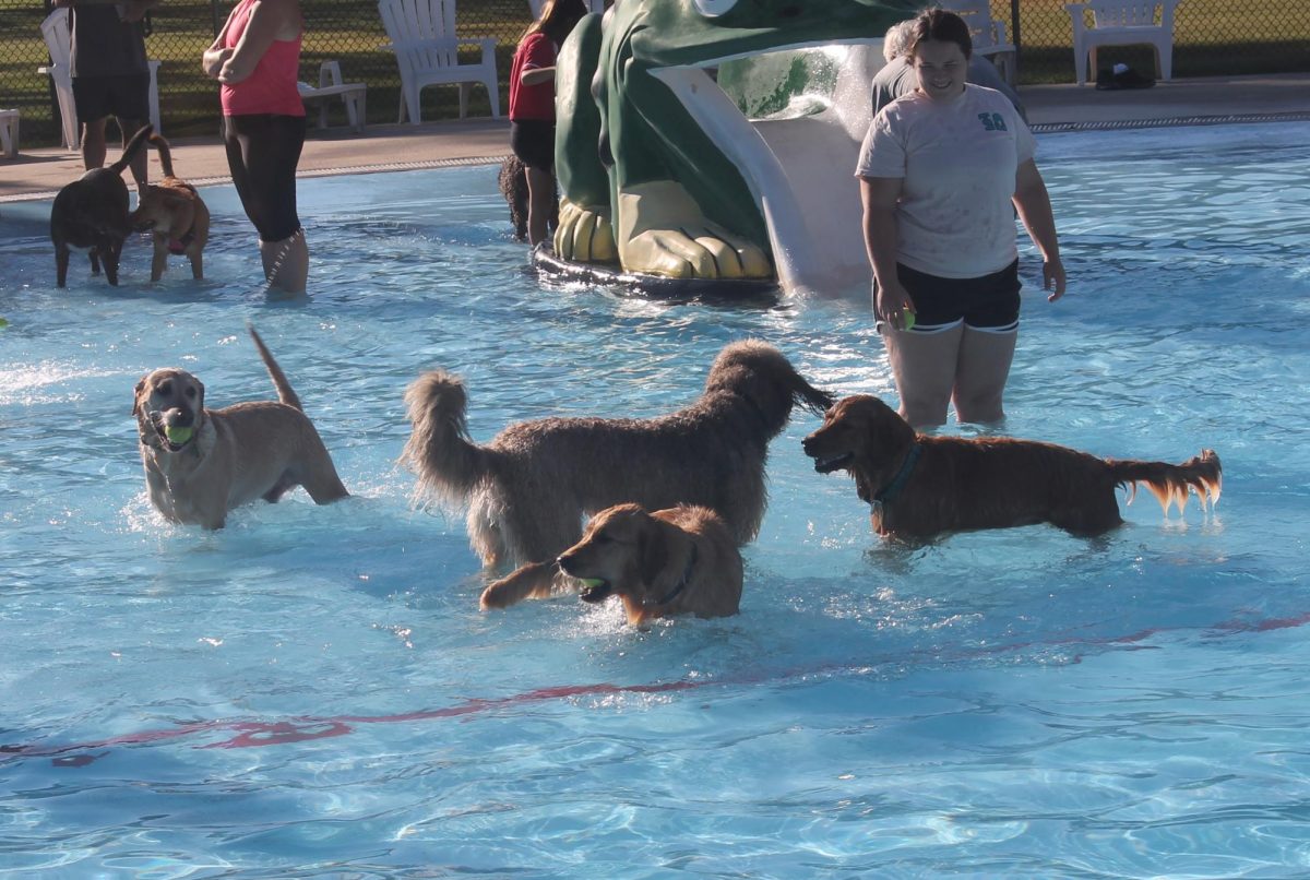 Chasing tennis balls in all
depths of the pool was one of
the favorite activities of labradors
and other breeds on Tuesday.