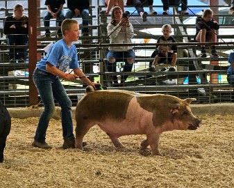 Brant Von Behren showcases one of his pigs in the swine show.